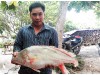 Cá sủ vàng 5,5kg mắc lưới ngư dân trên sông Hậu